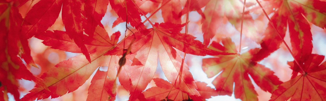 2026年2月财运颇为旺盛的 3 生肖，赚得开心、花的安心，前程似锦