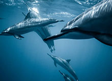 张博源社媒分享访校明尼苏达大学日常，配文：M